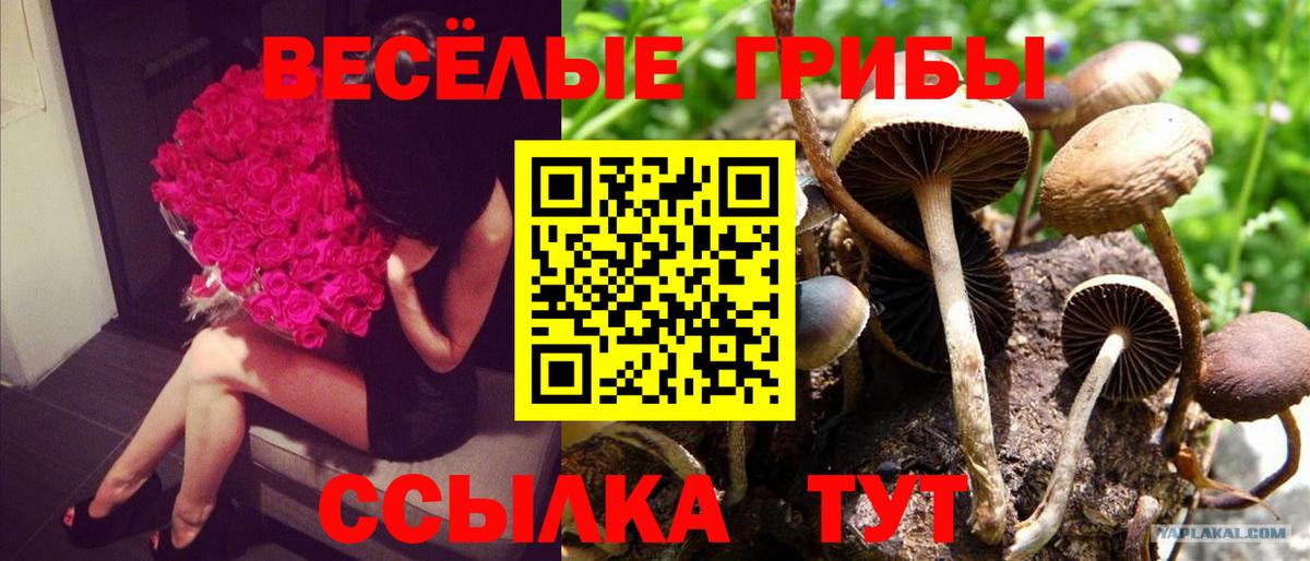 Галлюциногенные грибы GOLDEN TEACHER  Вход с VPN  Галлюциногенные грибы Cubensis  Мытищи 